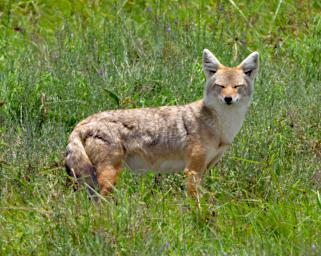 Ndutu Golden Jackal