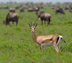 Ndutu Grants Gazelle