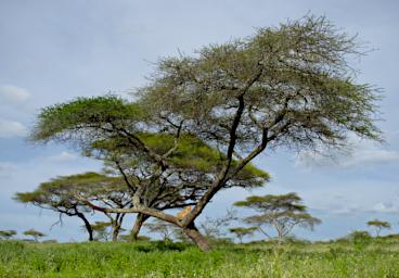 Ndutu Lioness