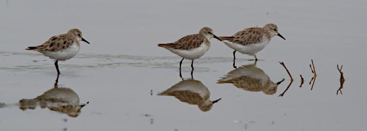Little Stint