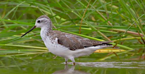 Marsh Sandpiper