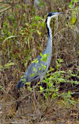 Black Headed Heron