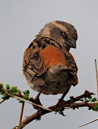 Ngorongoro Bird Rufous Sparrow P2190945