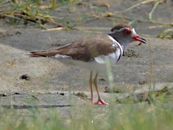 Three Banded Plover