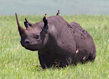 Ngorongoro