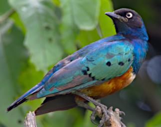 Superb Starling