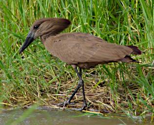 Hammerkop