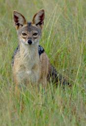 Seronera Black Backed Jackal