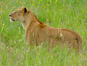 Seronera Lioness