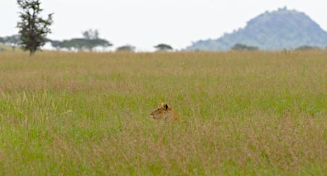Seronera Lioness Stalking