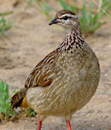 Tarangire Bird Crested Francolin
