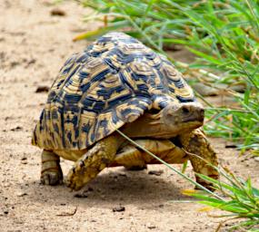Tarangire Leopard Tortise