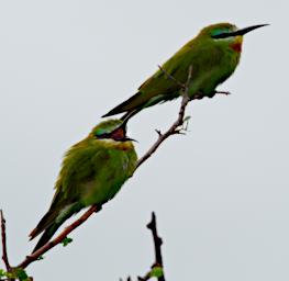Tarangire Bird Blue Cheeked Bee Eater