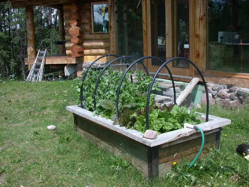 Raised Beds And Strawberries