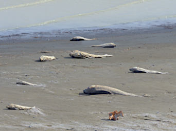 Dead Fish
