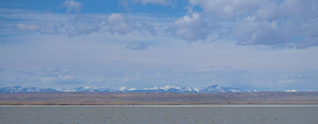 Bird Snow Geese