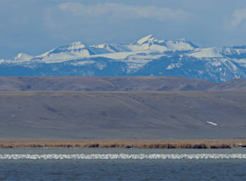 Bird Snow Geese