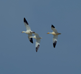 Bird Snow Geese