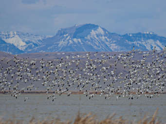 Bird Snow Geese
