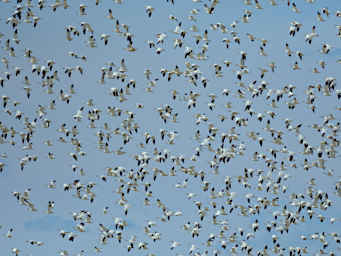 Bird Snow Geese