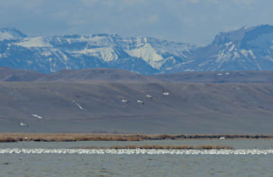 Bird Snow Geese