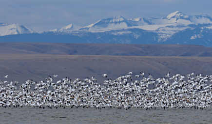 Bird Snow Geese
