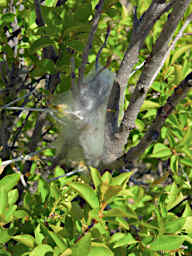 20260506 Caterpillars