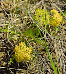 20260506 Flower Xxx Yellow