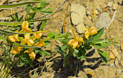 20260506 Flower Xxx Yellow