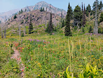 CrescentLk_0006_20260809_Wildflowers_CrescentPk_01