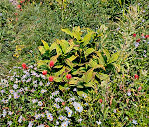 CrescentLk_0008_20260809_Wildflowers_01