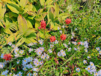 CrescentLk_0010_20260809_Wildflowers_01