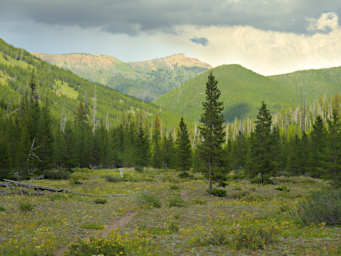 Mt Evans Trail