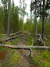 Logs