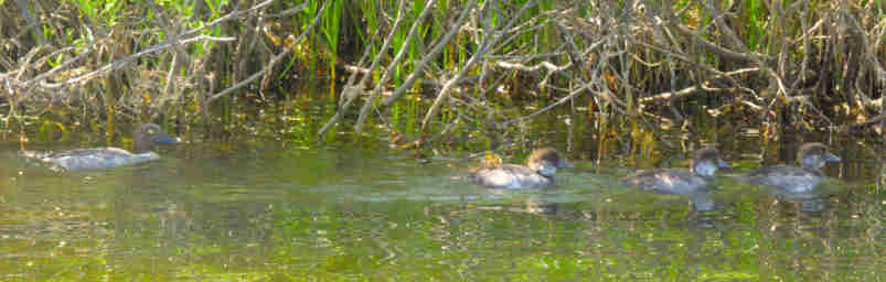 Canoe Trail