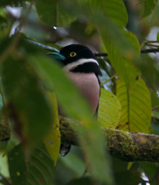 Birding In Borneo