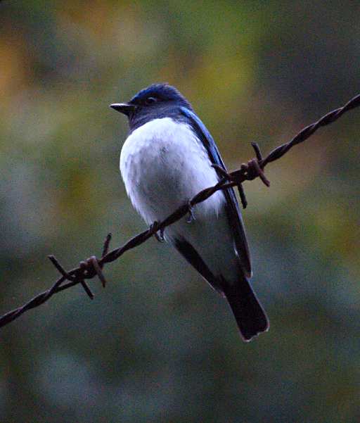 Birding In Borneo - 